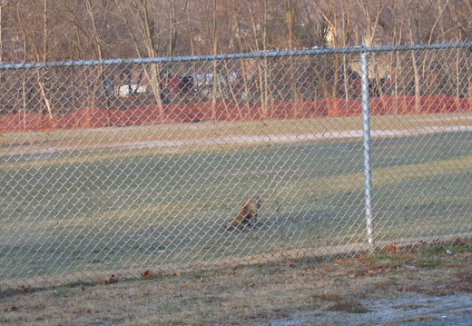 New Milford Fox